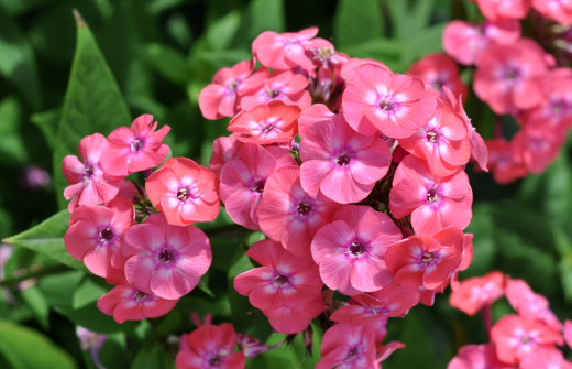 852663 (a): :2400x1545